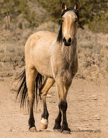 Mustang