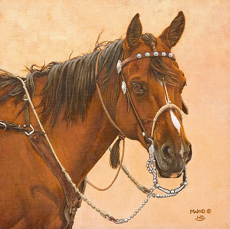 Seasoned Bridle Horse