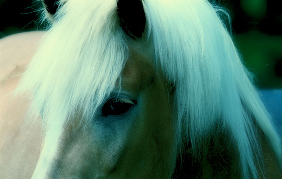 Horse of a Different Color